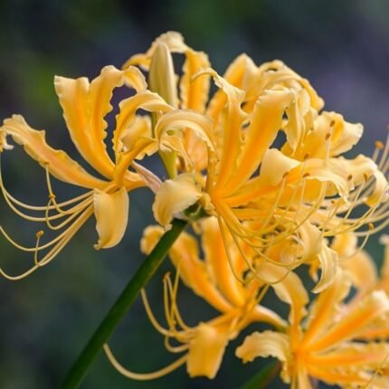 Lycoris Spider Lily Yellow Bulb