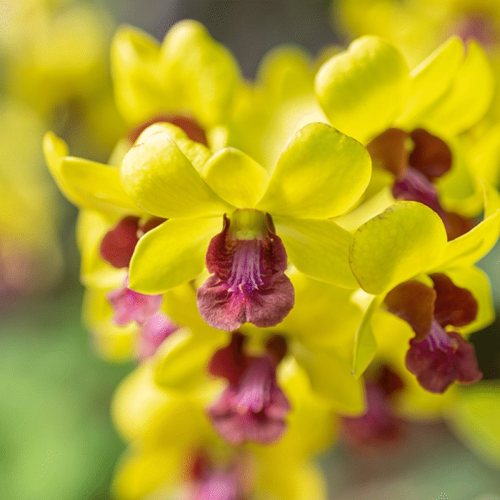 Orchid Dendrobium Thongchai Gold - Image 1