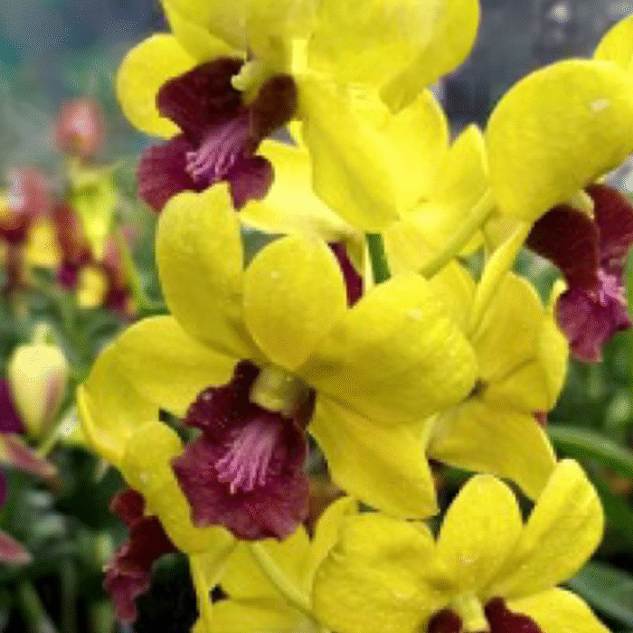 Orchid Dendrobium Thongchai Gold - Image 2
