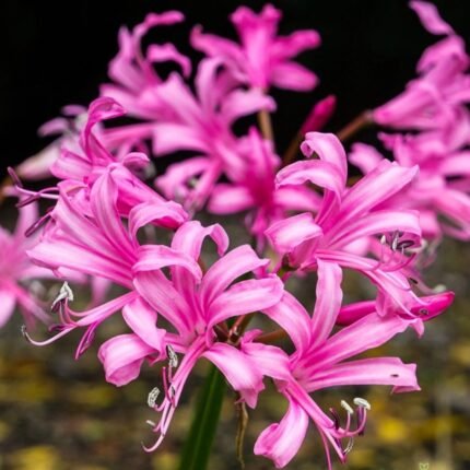 Nerine Pink Bulb