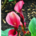 Calla Lily Bulb Imported (Red) - Image 2