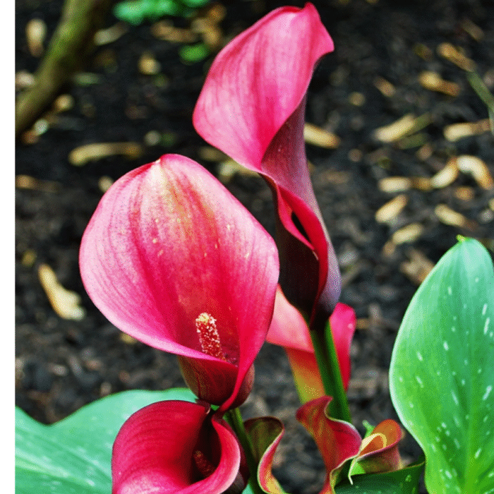 Calla Lily Bulb Imported (Red) - Image 2