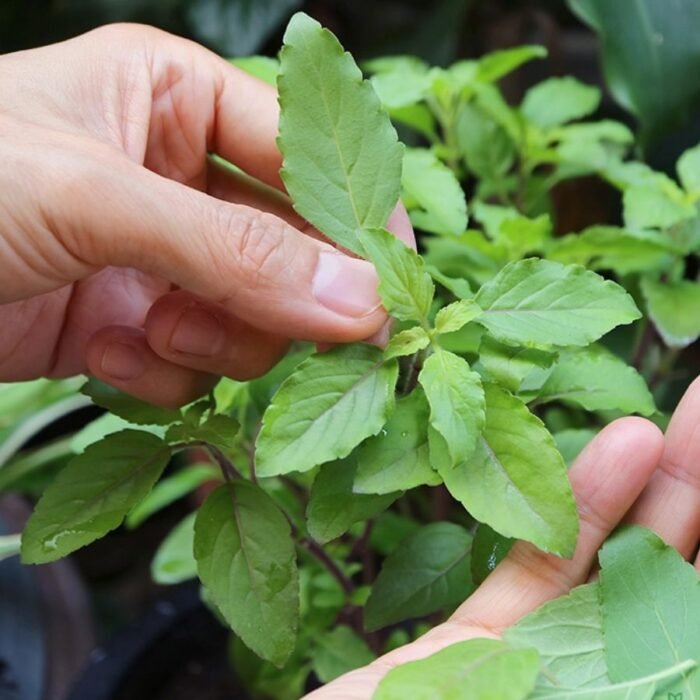 Tulsi/ Basil Holy Plant - Image 1