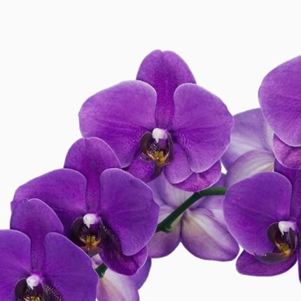 Orchid Dendrobium Sakda Blue