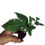 Krishna Kamal / Rakhi Bel Passion – Blue Flower Sapling - Image 3