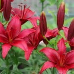Red Asiatic Lily Bulbs / Lilium (Imported)