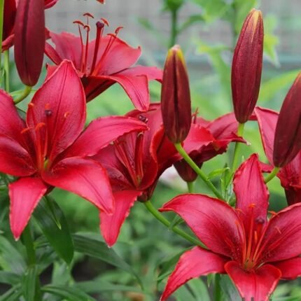 Red Asiatic Lily Bulbs / Lilium (Imported)