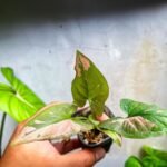 Syngonium Pink Splash (Sapling) - Image 2