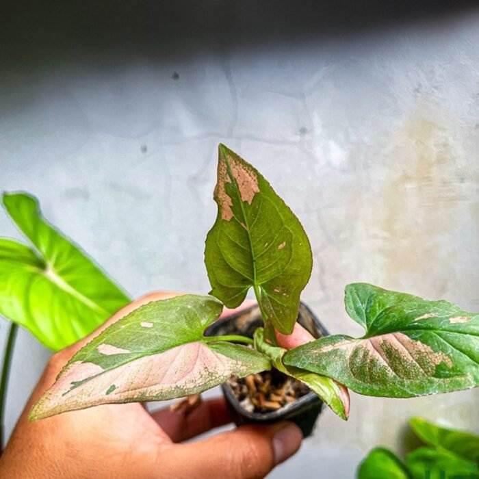 Syngonium Pink Splash (Sapling) - Image 2