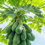 Red Lady Papaya Plant - Image 3