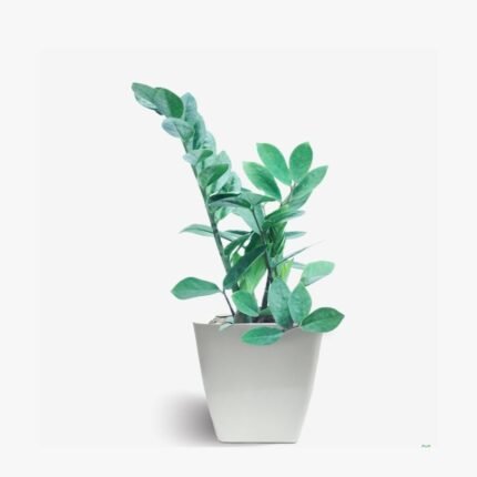 ZZ Plant / Zamioculcas Zamiifolia Plant