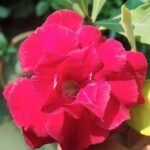 Adenium Braided Style / Twister Grafted – Rare Desert Rose - Image 2