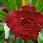 Adenium Rosy Grafted (Double Petal Dark Red)