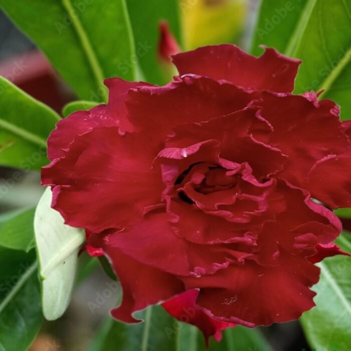 Adenium Rosy Grafted (Double Petal Dark Red) - Image 1