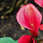 Calla Lily Bulb Imported (Red)