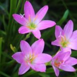 Rain Lily Zephyranthes Pink Bulb