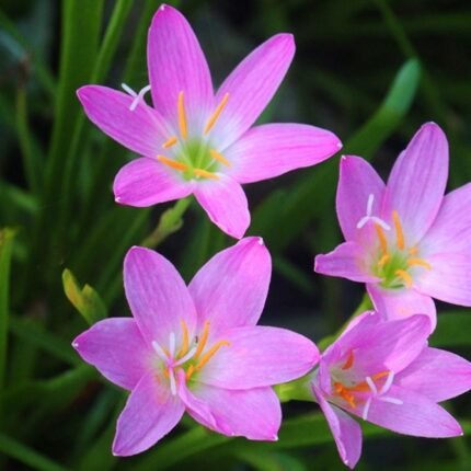 Rain Lily Zephyranthes Pink Bulb