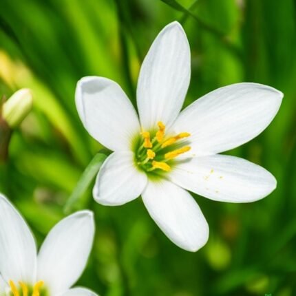 Rain Lily Zephyranthes White Bulb