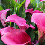 Pink Calla Lily Bulb Imported