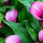 Pink Calla Lily Bulb Imported - Image 2