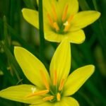 Rain Lily Zephyranthes Yellow Bulb