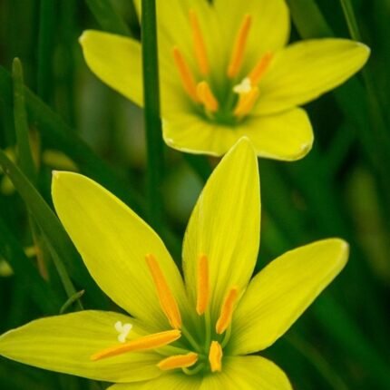 Rain Lily Zephyranthes Yellow Bulb