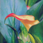 Yellow Calla Lily Bulb Imported