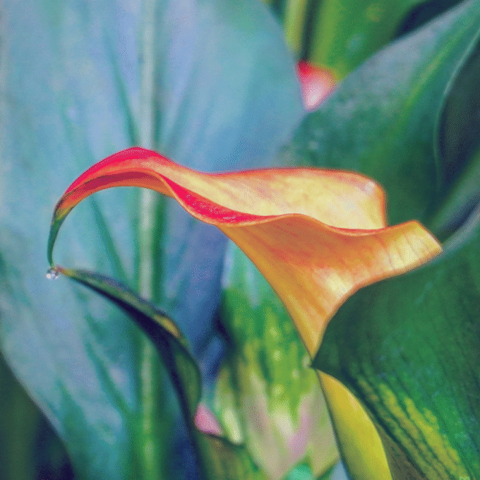 Yellow Calla Lily Bulb Imported - Image 1