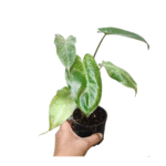Philodendron Paraiso Verde Sapling - Image 3