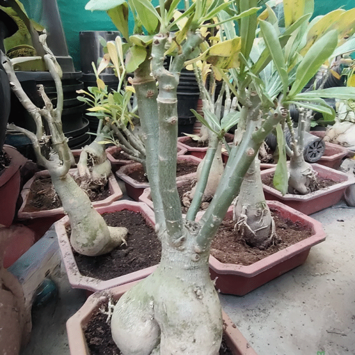 Adenium Multi Grafted Flower Plant (4 Different Colour) - Image 2