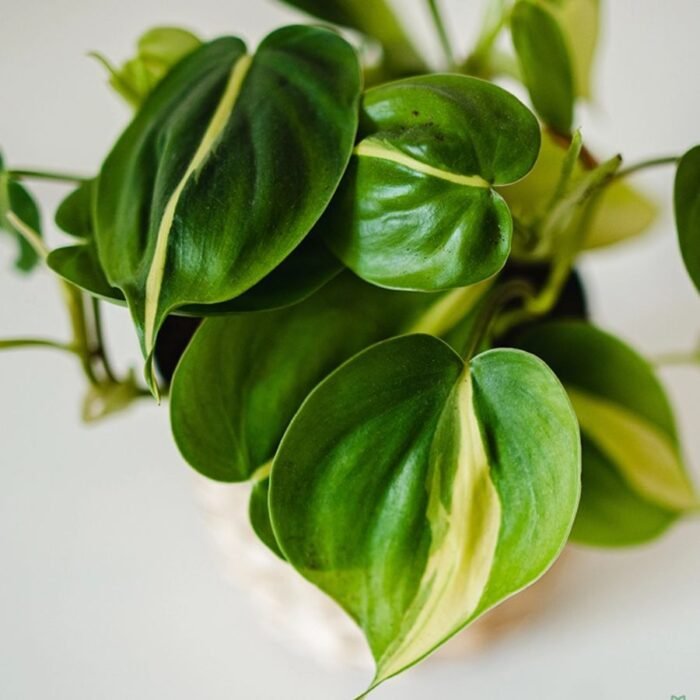 Philodendron Oxycardium Variegated Money Plant (Sapling) - Image 1