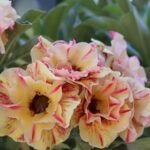 Adenium Shabana (Triple Petal Marble Maroon) - Image 2