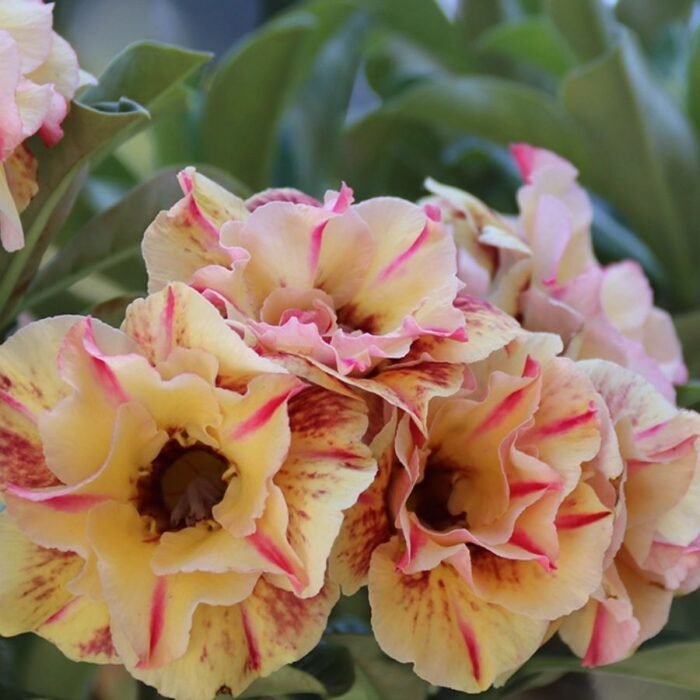 Adenium Shabana (Triple Petal Marble Maroon) - Image 2