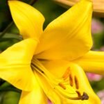 Yellow Lilium/ Yellow Asiatic Lily Bulbs (Imported) - Image 3