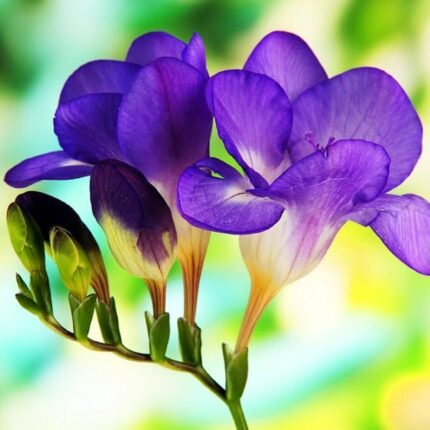 Purple Freesia Bulb