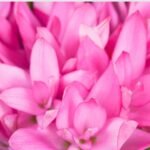 Pink Curcuma Bulbs - Image 2