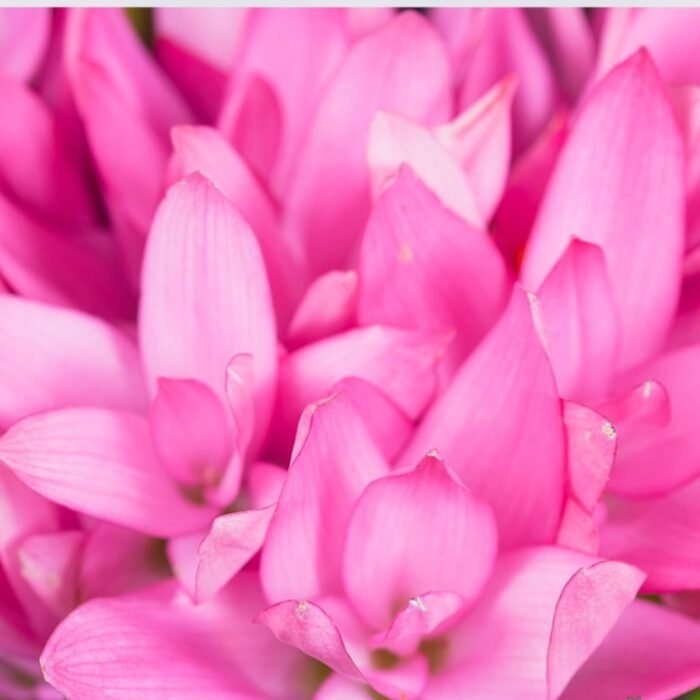 Pink Curcuma Bulbs - Image 2
