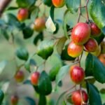 Apple ber / Indian jujube – Grafted Plant