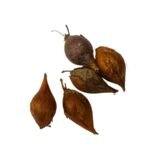 Oxalis Articulata White Bulb - Image 3