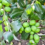 Apple ber / Indian jujube – Grafted Plant - Image 2