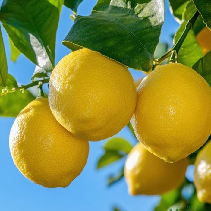 kazi lemon / Nimbu Grafted Plant - Image 1