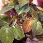 Black Money Plant / Pothos (Sapling) - Image 2