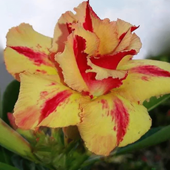 Adenium Sonam Grafted (Double Petal Yellow & Red) - Image 2