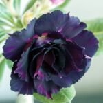 Adenium Plant Rosy Grafted (Triple Petal Purple Black) - Image 2