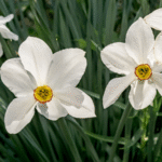 Nargis Daffodil Flower Bulbs - Image 2