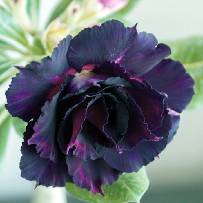 Adenium Plant Rosy Grafted (Triple Petal Purple Black) - Image 2