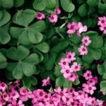 Oxalis Articulata White Bulb