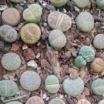 Lithops Plant