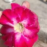Adenium Kangana Grafted (Triple Petal Dark Pink) - Image 2