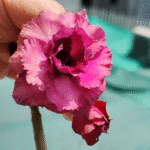 Adenium Urmila Grafted (Triple Petal Dark Purple) - Image 2